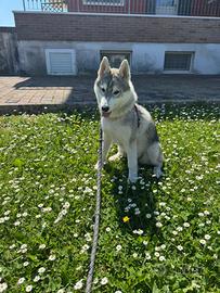 Cucciola di Siberian Husky