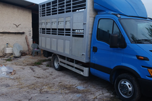 Daily 35c13 trasporto animali vivi