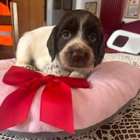 Cuccioli di Springer spaniel inglese