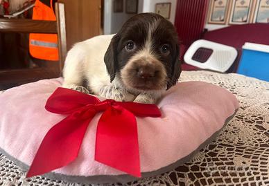 Cuccioli di Springer spaniel inglese