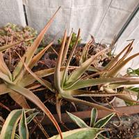 Lotto di 5 piante Agave e/o Aloe vera