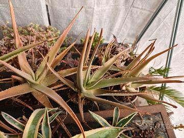 Lotto di 5 piante Agave e/o Aloe vera