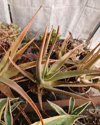 Lotto di 5 piante Agave e/o Aloe vera