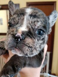 Cuccioli bulldog francese esotico