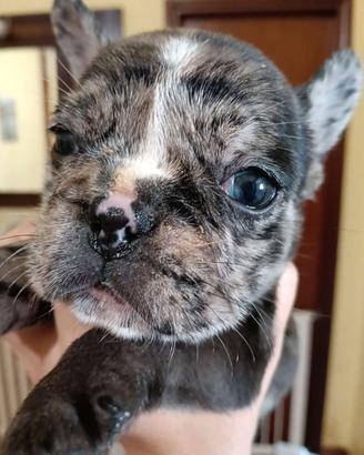 Cuccioli bulldog francese esotico