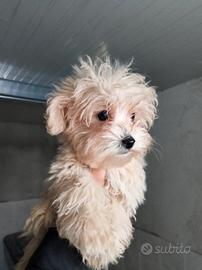 Maltipoo femmine