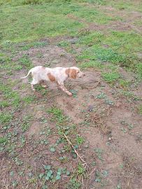 Cucciolo setter maschio