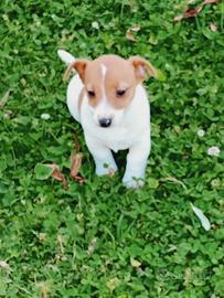 Jack Russell