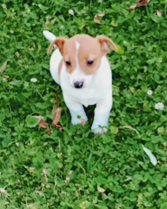 Jack Russell