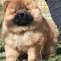 Chow Chow cucciolo