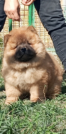 Chow Chow cucciolo