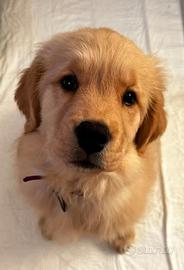 Cuccioli Golden Retriever alta genealogia