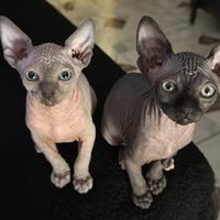 Cuccioli sphynx