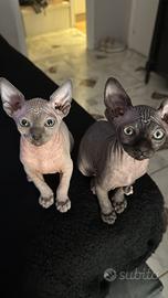 Cuccioli sphynx