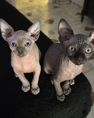 Cuccioli sphynx