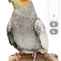 2 piccoli di calopsitta