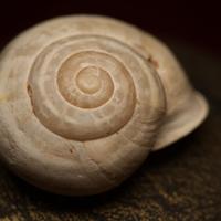 Obiettivo macro Sigma DG 105mm f2.8 HSM Canon EF