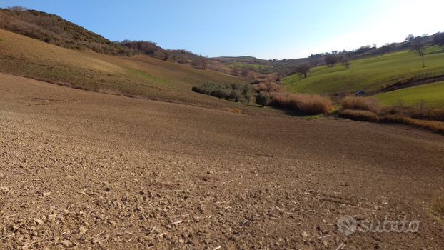 Terreno agricolo + uliveto + bosco 11ha