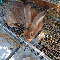 Leprino viterbese conigli