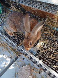 Leprino viterbese conigli