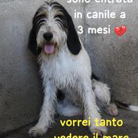 Luna simil spinoncina 18 mesi in canile