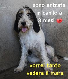 Luna simil spinoncina 18 mesi in canile