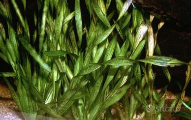 Piante acquario: Vallisneria Spiralis (Esuberi)