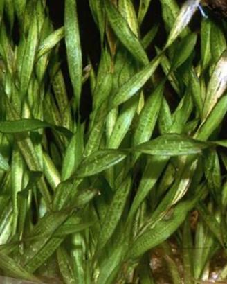 Piante acquario: Vallisneria Spiralis (Esuberi)
