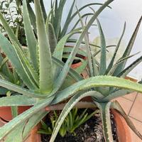 Piante aloe vera