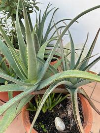 Piante aloe vera