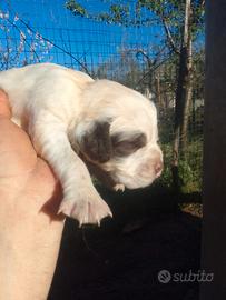 Cuccioli di setter inglese