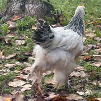 Gallo e Galline Brahma