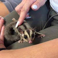 Petauro dello zucchero