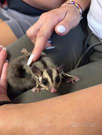 Petauro dello zucchero