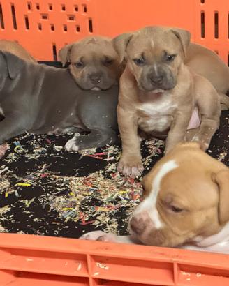 American pit Bull terrier UKC