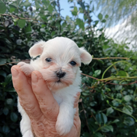 Cucciolo di Maltese coreani nani