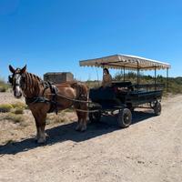 Carrozza per cavalli
