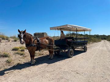 Carrozza per cavalli