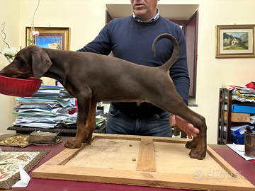 Dobermann cuccioli