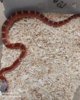 Serpente