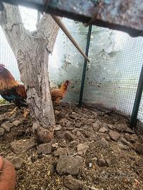 Varie coppie gallinacei (maschi combattenti)