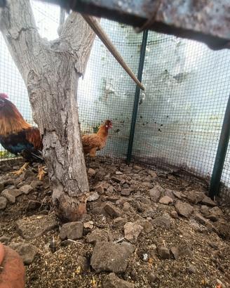 Varie coppie gallinacei (maschi combattenti)