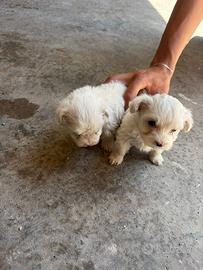Maltese toy