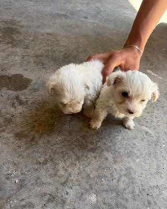 Maltese toy