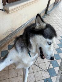 Husky maschio di 5 anni