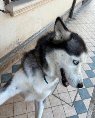 Husky maschio di 5 anni