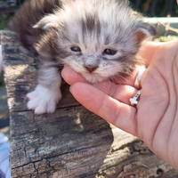 Maine coon alta genealogia linee high silver