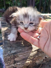 Maine coon alta genealogia linee high silver