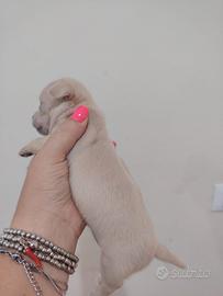 vnd cucciolo di chihuahua disponibile