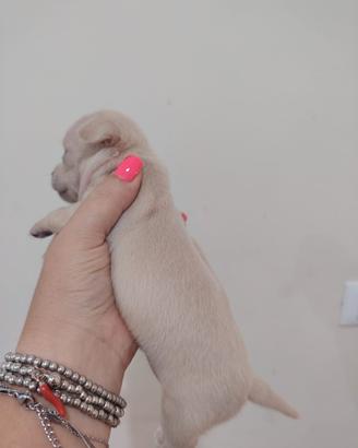 vnd cucciolo di chihuahua disponibile
